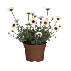 Marokkanische Margerite 'Weiß' im Topf (Ø 12cm). Hübsche, weiße Blüten mit dunkler Mitte.
