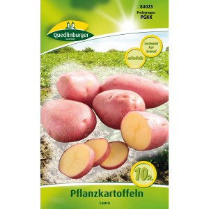 Quedlinburger Pflanzkartoffeln 'Laura', rotschalig, gelbfleischig, vorwiegend festkochend.