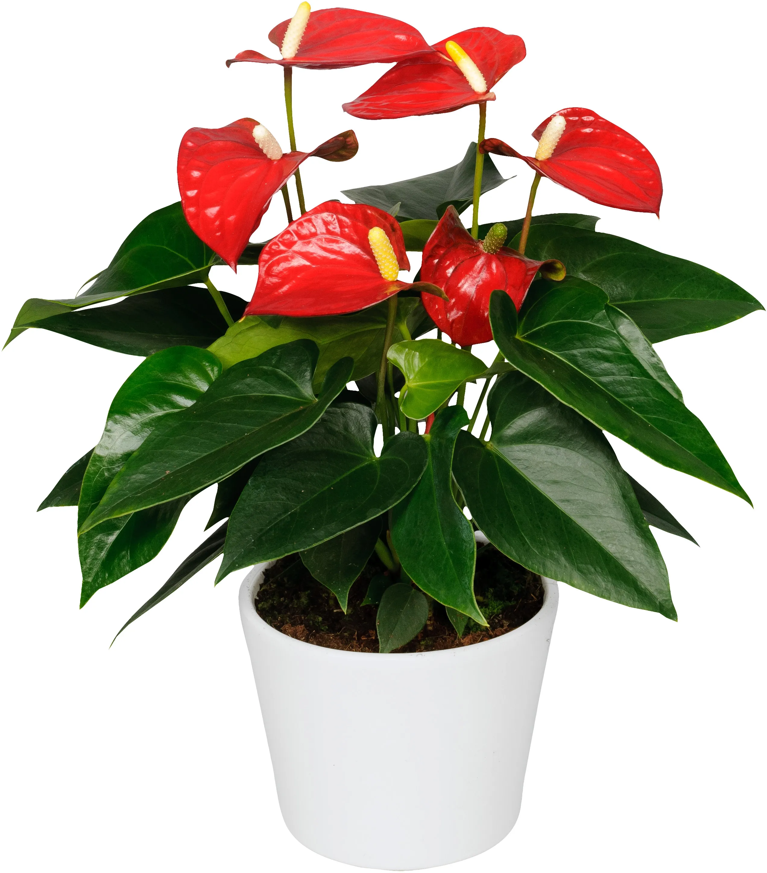 Flamingoblume TopfØ ca. 12 cm in Weißem Keramikübertopf Anthurium