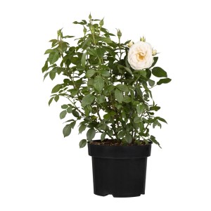 Beetrose Weiß im Topf, ca. 20-30 cm hoch. Rosa Hybride mit grünen Blättern und einer Blüte.