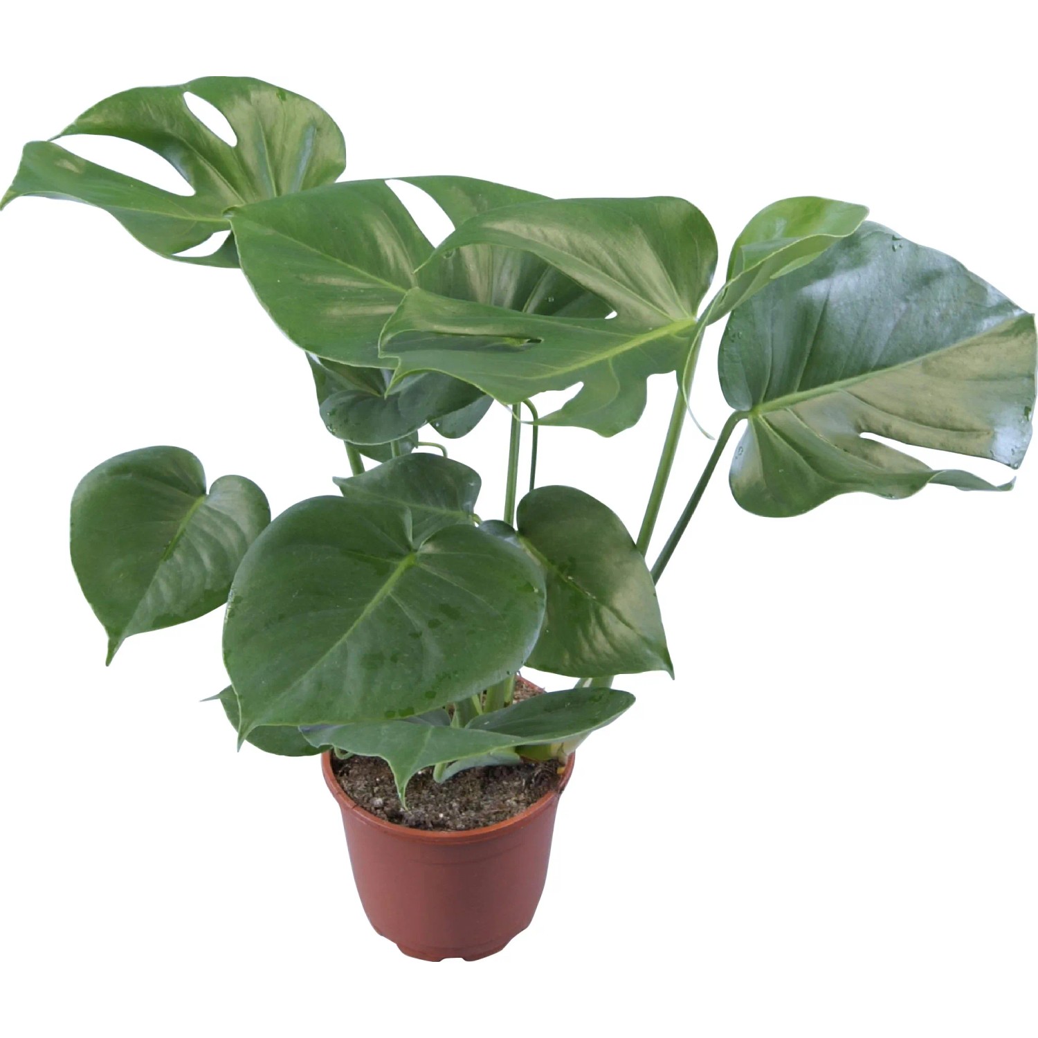 Fensterblatt "Deliciosa" Topf- ca. 19 cm Monstera kaufen bei OBI