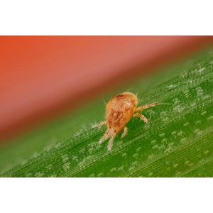 Nahaufnahme einer Raubmilbe auf einem Blatt zur biologischen Spinnmilbenbekämpfung.