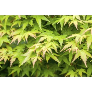 Fächerahorn 'Bi hoo' mit grünem Laub, geeignet für Kübel und Garten.