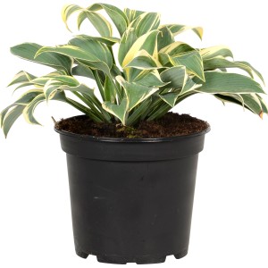 GROW by OBI Funkie, weiß-bunte Hosta im schwarzen Topf, ca. 17 cm Ø.