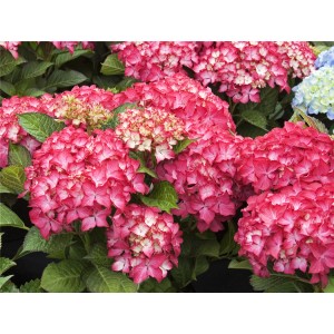 OBI Bauernhortensie "Selma" Rot Höhe ca. 50 - 60 cm Topf ca. 5 l Hydrangea