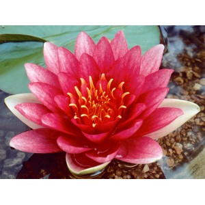 Nahaufnahme einer roten GROW by OBI Seerose "Attraction" mit gelben Staubgefäßen.