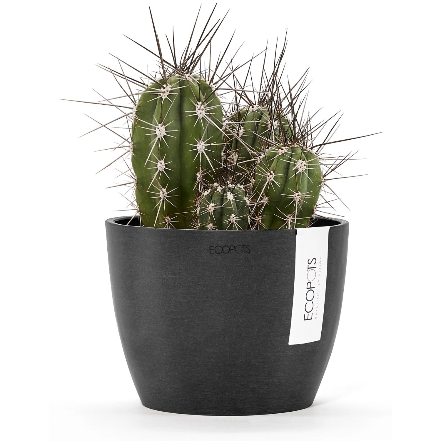 Ecopots Blumentopf Stockholm, dunkelgrau, 16 cm, mit Kaktus bepflanzt.