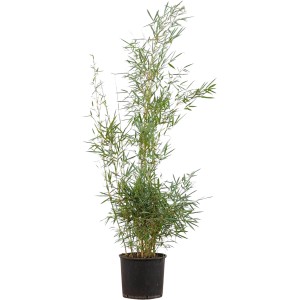 Gartenbambus Campbell im Topf, 125-150cm hoch. Ideal für Hecken, 15er Set.