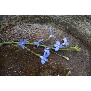 Männertreu Blau, 10er Pack Lobelia erinus, zarte, blaue Blüten für die Frühjahrsbepflanzung.