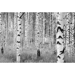 Komar Vliesfototapete „Woods“: Schwarz-weiß Aufnahme eines Birkenwalds.
