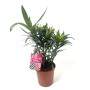 Oleander Busch im Topf (Ø 14cm), Nerium Oleander, grüne Blätter und Blütenknospen.
