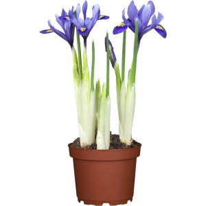 Netzblatt-Schwertlilie im Topf, lila Blüten mit gelber Zeichnung, Frühjahrsblüher.