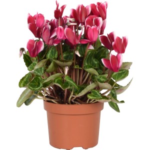 Zimmer-Alpenveilchen Fuji Weinrot im Topf, ca. 20-25 cm hoch, mit weinroten Blüten und weißem Rand.