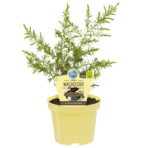 Blu Grill-Wacholder im Topf (Ø 12cm). Küchenkräuter mit würzig-herben Zweigen und süß-bitteren Beeren.