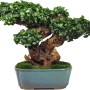 Dennerle Aquariumpflanze Anubias Bonsai auf Wurzel in blauem Topf.