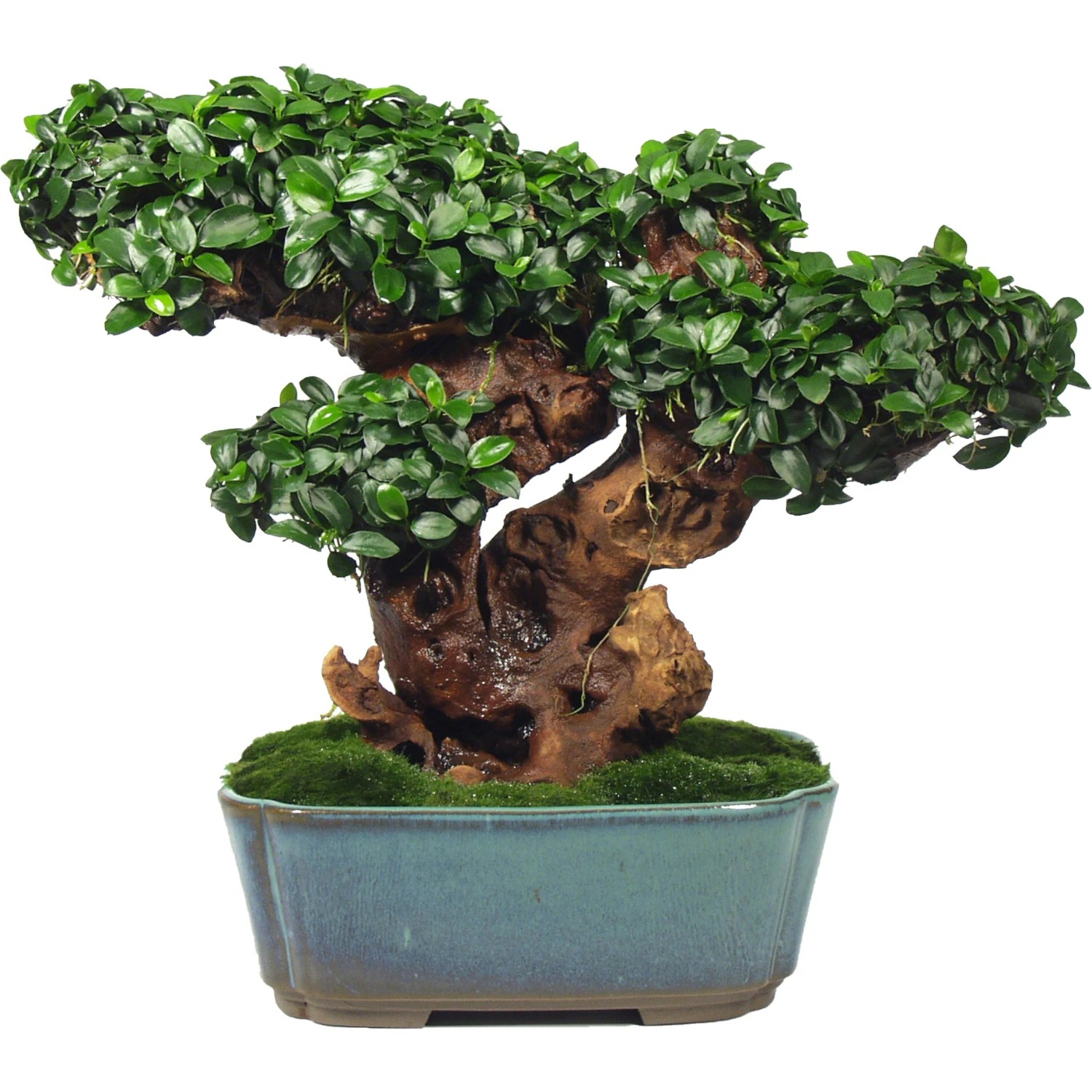 Dennerle Aquariumpflanze Anubias Bonsai auf Wurzel in blauem Topf.