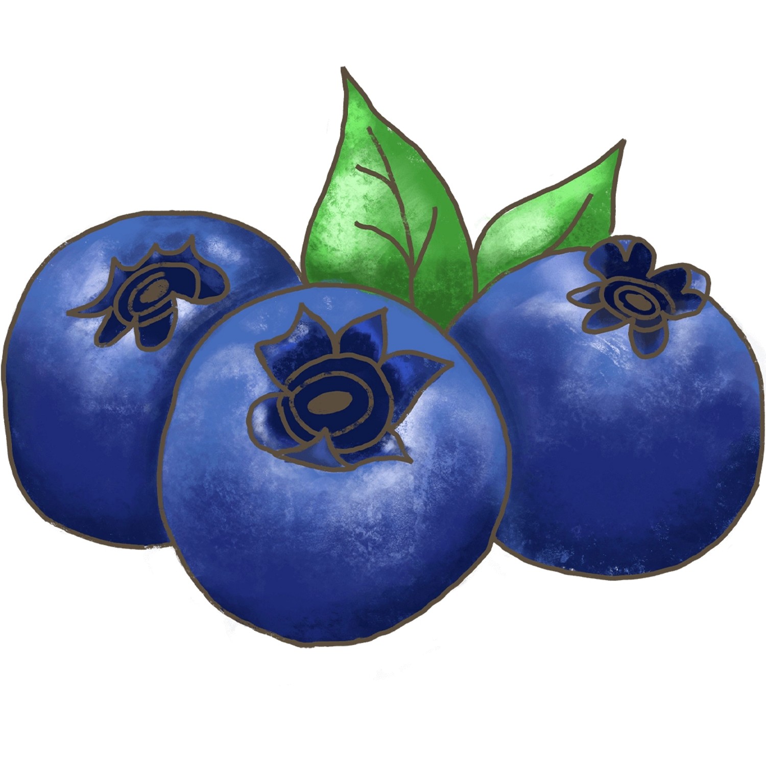 Illustration: Drei blaue Heidelbeeren mit grünen Blättern. Blu Heidelbeere der Sorte Vaccinium corymbosum.