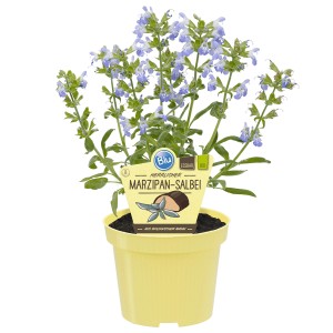 Blu Marzipan-Salbei 'Nazareth' im Topf mit blau-violetten Blüten. Küchenkräuter für deftige Speisen.