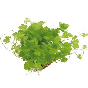 Dennerle Aquariumpflanze Hydrocotyle Cf. Tripatita mit kleeblattähnlichen Blättern.
