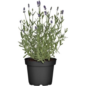 GROW by OBI Echter Lavendel Topf-Ø ca. 19 cm Lavandula