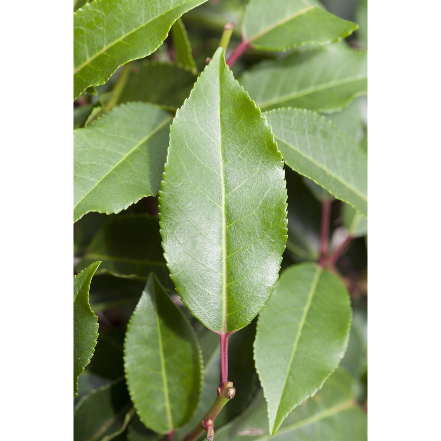 Kirschlorbeer "Genolia" Höhe ca. 60 80 cm Topf ca. 7 l Prunus
