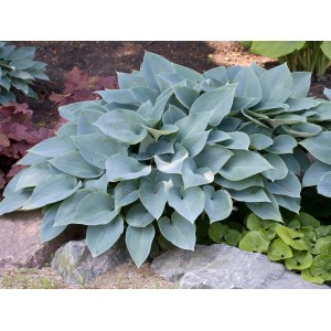 Blau-graue Funkie (Hosta) im Topf, ca. 13 cm Durchmesser. Dekorative Gartenpflanze für schattige Standorte.