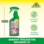 Neudorff BioKraft Vitalkur für Orchideen AF 500ml, anwendungsfertige Sprühflasche zur Pflanzenstärkung.