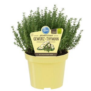 Blu Echter Thymian Topf-Ø ca. 12 cm