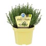 Blu Echter Thymian im Topf (ca. 12cm Ø), ein aromatisches Küchenkraut mit violetten Blüten.