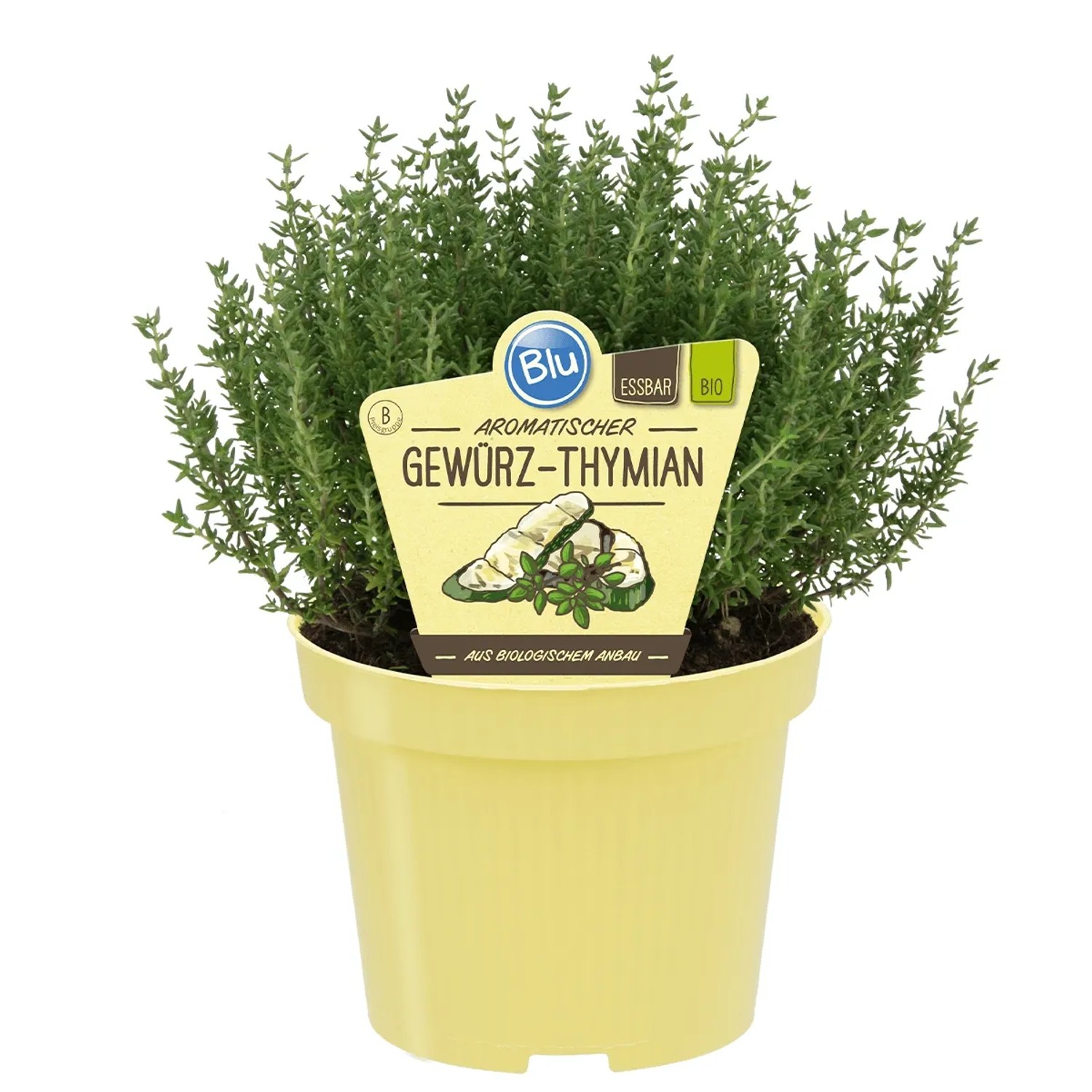 Blu Echter Thymian im Topf (ca. 12cm Ø), ein aromatisches Küchenkraut mit violetten Blüten.