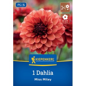 Kiepenkerl Blumenzwiebeln Dekorative Dahlie Miss Miley