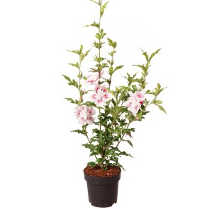 Garten-Eibisch 'Starburst Chiffon' im Topf mit weißen Blüten und rosa Zeichnung.