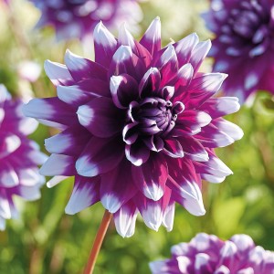 Nahaufnahme der GROW by OBI Dahlie Mystery Day mit rot-weißen Blüten.