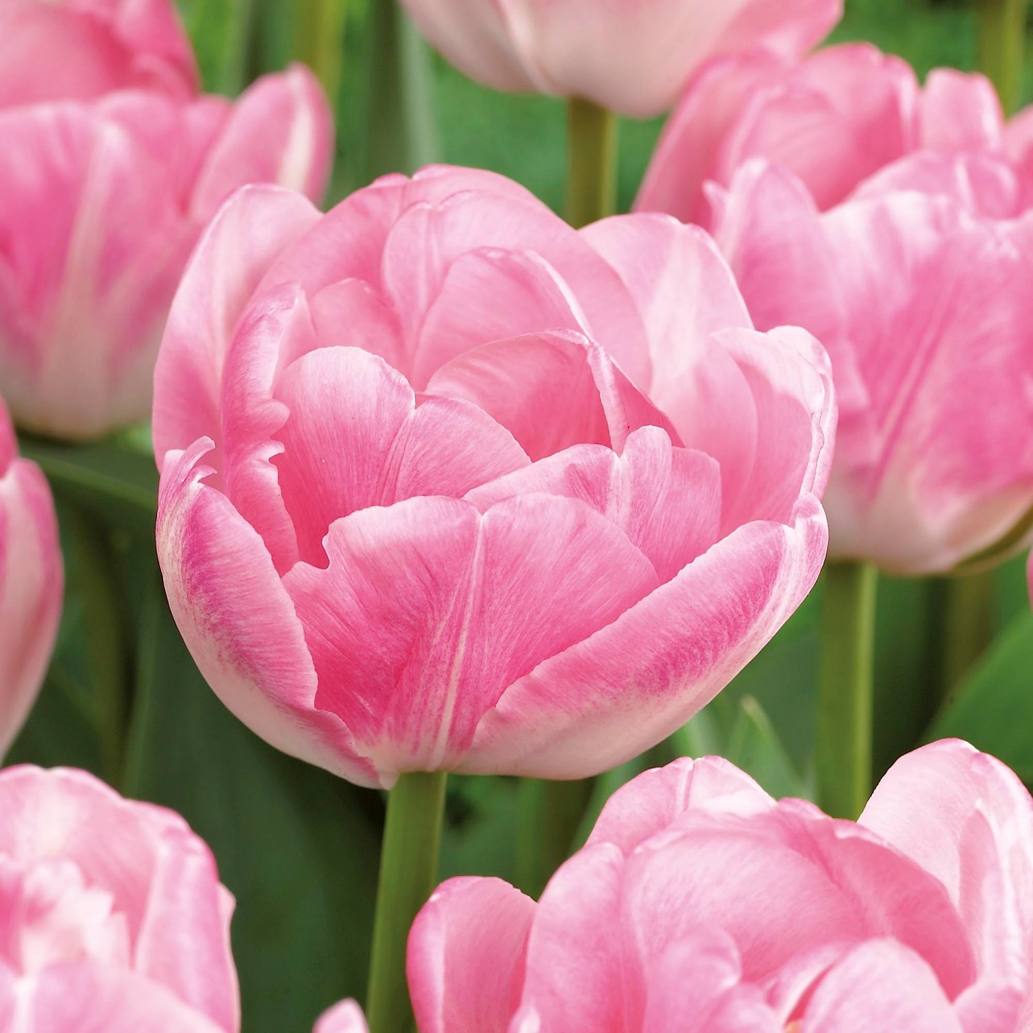 PfingstrosenTulpe "Upstar" RosaWeiß 5 Stück Tulipa kaufen bei OBI