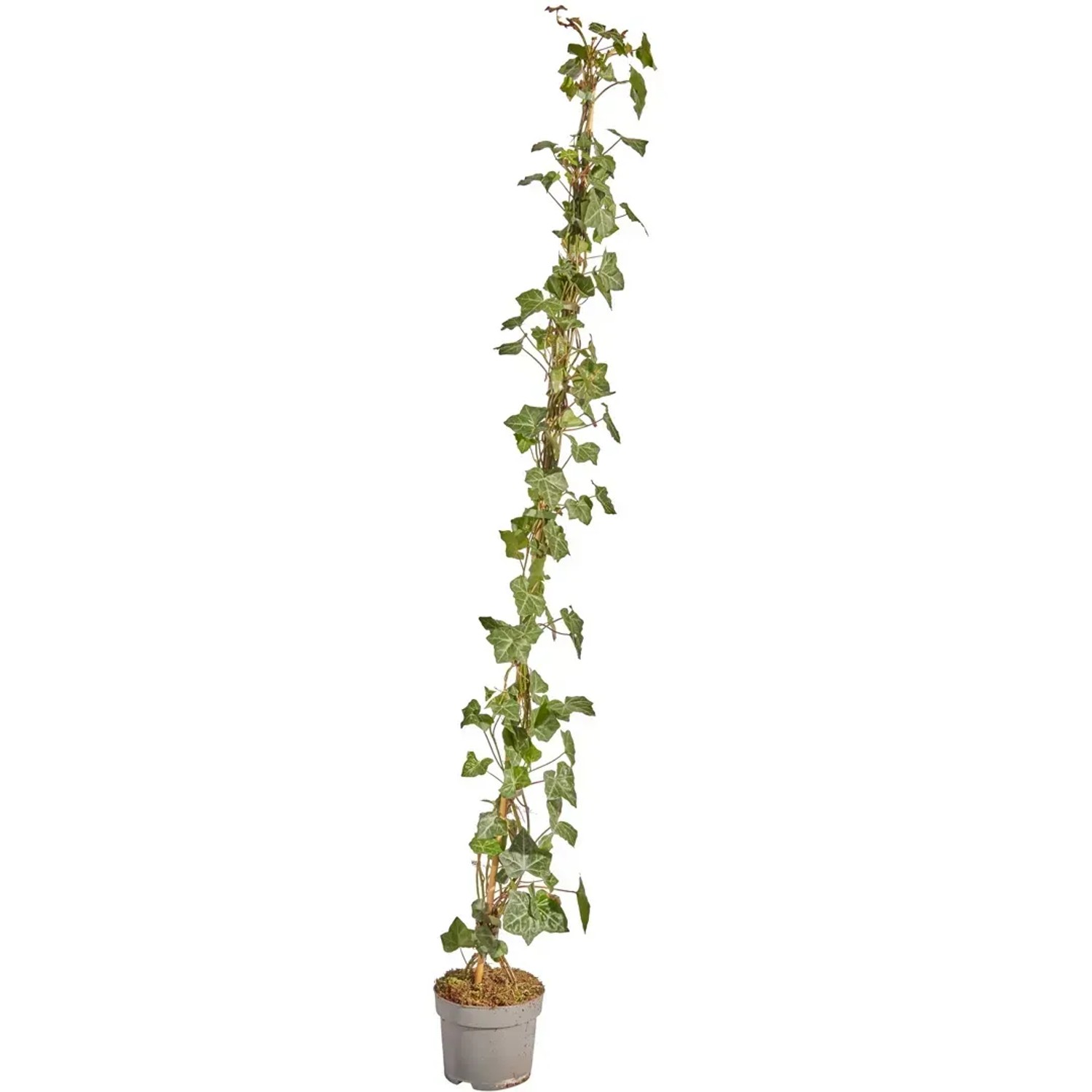 Groblttriger Irischer Efeu Set  150 Stck Hhe 125 - 150 cm Topf ca. 1,5  l kaufen bei OBI