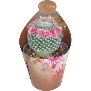 Blühende Sukkulente im Topfcover, Ø 6,5 cm. Dekorative Zimmerpflanze, pflegeleicht. Sortenauswahl zufällig.