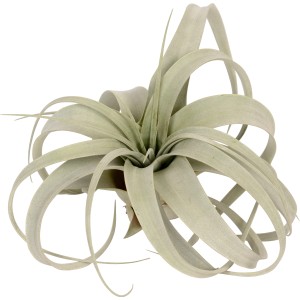 Tillandsie Xerographica, exotische, graugrüne Blätter, dekorative Zimmerpflanze.