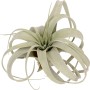 Tillandsie Xerographica, exotische, graugrüne Blätter, dekorative Zimmerpflanze.