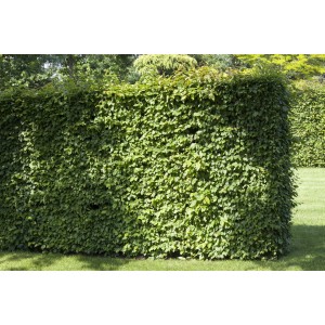 Dichte, grüne Rotbuchenhecke (Fagus sylvatica) im Garten, ideal als Sichtschutz.