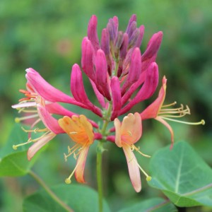 Nahaufnahme der rot-gelben Blüten des Geißblatt Goldflame (Lonicera heckrottii).