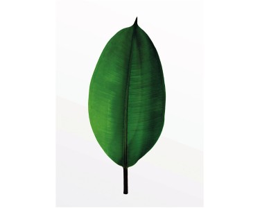 x Leaf kaufen OBI bei Komar Ficus 40 30 cm Wandbild