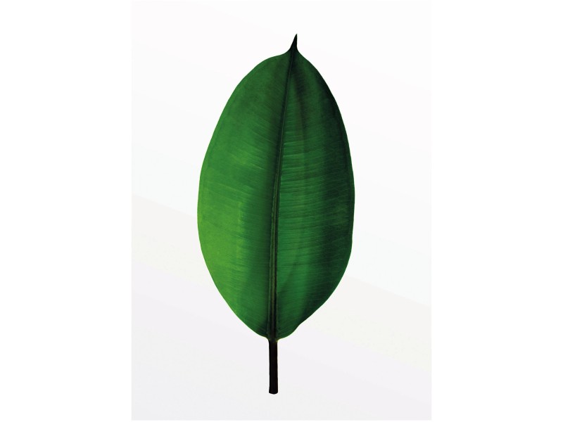Komar Wandbild OBI kaufen cm 30 40 bei Leaf Ficus x