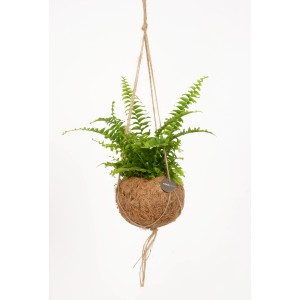Blattpflanze in Kokedama-Ampel, verschiedene Sorten im ca. 12 cm Topf.