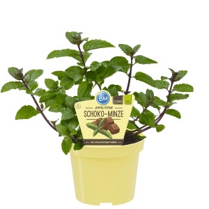 Blu Bio-Schoko-Minze im Topf (Ø 12cm). Küchenkräuter mit Schoko- und Pfefferminzaroma.