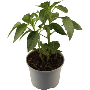 Grow by OBI: Jalapeno Pflanze im Topf, grüne Blätter und Stängel.