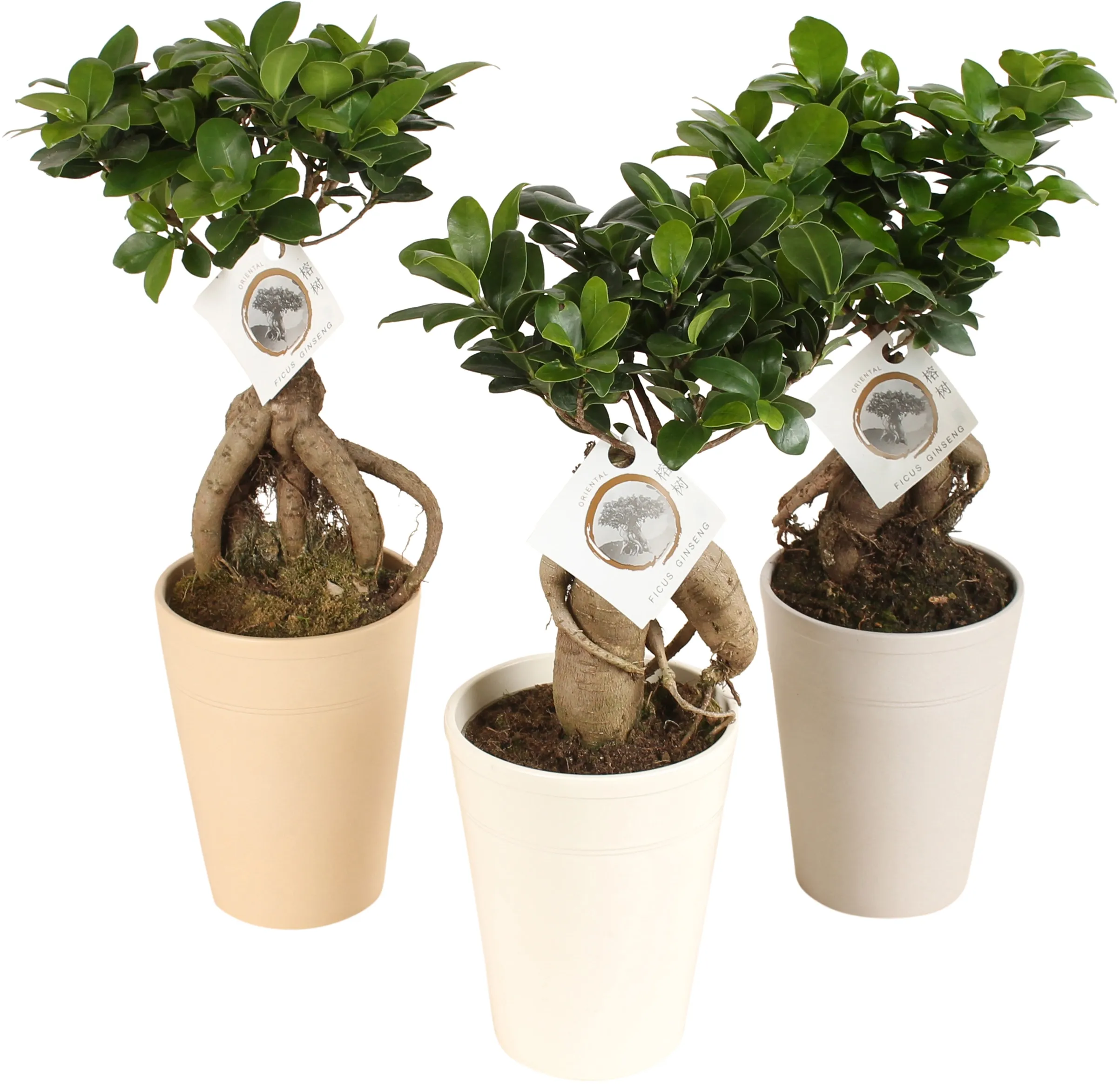 Bonsai "Ficus Ginseng" im KeramikGefäß sortiert TopfØ ca. 14 cm