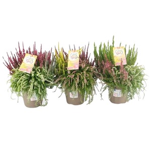 Besenheide Garden Girls Updown im Topf, verschiedene Farben (rosa, weiß, grün). Herbstpflanze für Balkon und Garten.