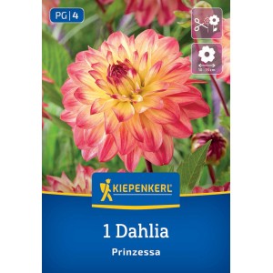 Kiepenkerl Blumenzwiebeln Dekorative Dahlie Prinzessa