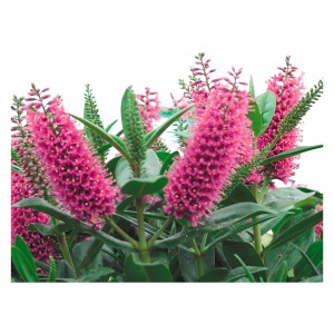 OBI Strauchveronika mit violetten Blütenkerzen und grünen Blättern im Topf.