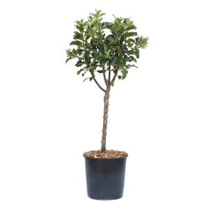 GROW Zwerg-Apfelbaum 'Garden Sun Red' im Topf, ca. 60cm hoch.